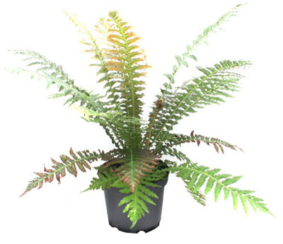 Volcano Brazilian Dwarf Tree Fern
